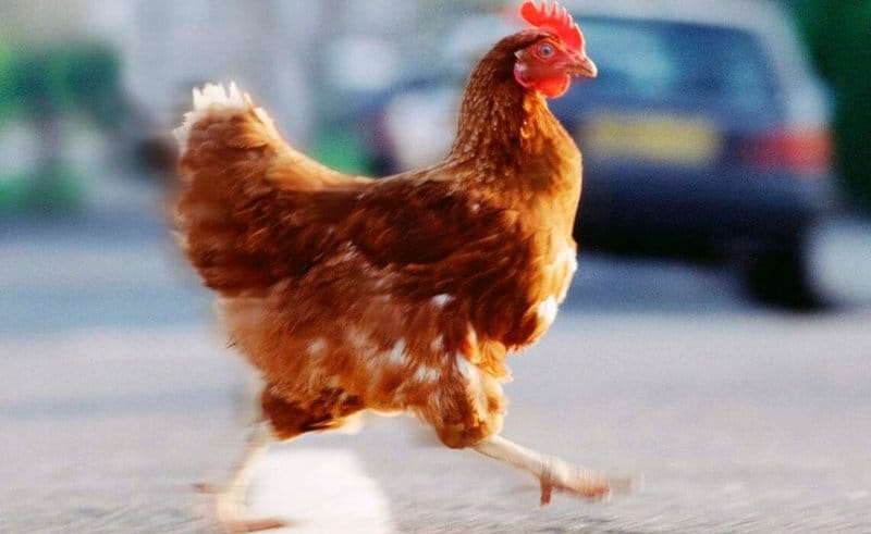 Chicken road 2 españa - Descubre el Juego de Casino Máximo Emocionante: Chicken Road 2 en España