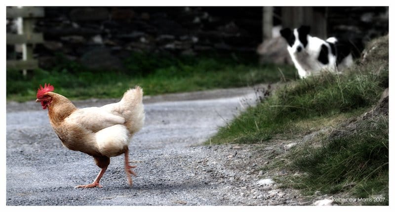 Image: Descubre el misterio de la calle del Pollo en España: un juego de azar