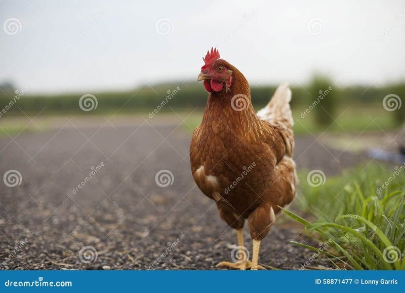 Chicken road online a Italy