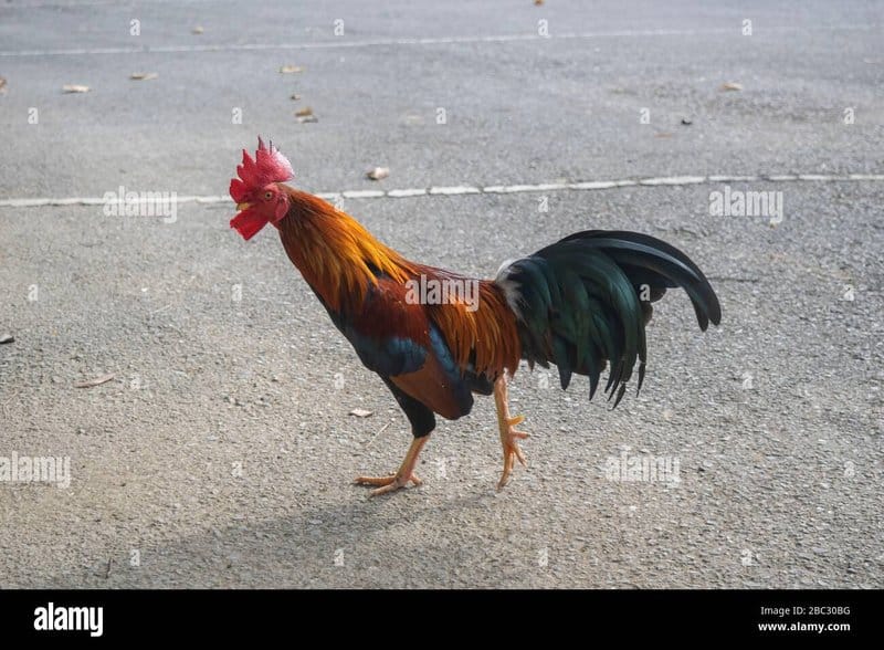 Introduction to chicken road casino